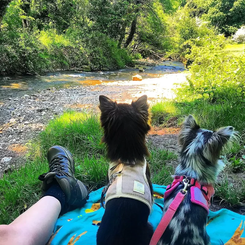 Furry Feet Dog Walking at work
